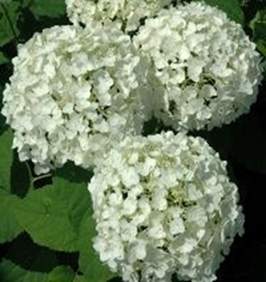     Hydrangea arborescens Anabella  